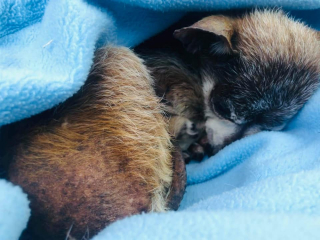 Illustration de l'article : Ce chien a été abandonné au moment où il avait le plus besoin de sa famille à ses côtés 