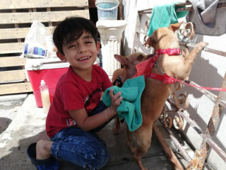 Illustration de l'article : Le parcours inspirant d'un garçon amoureux des chiens et qui les toilette pour concrétiser son rêve