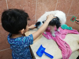 Illustration de l'article : Le parcours inspirant d'un garçon amoureux des chiens et qui les toilette pour concrétiser son rêve