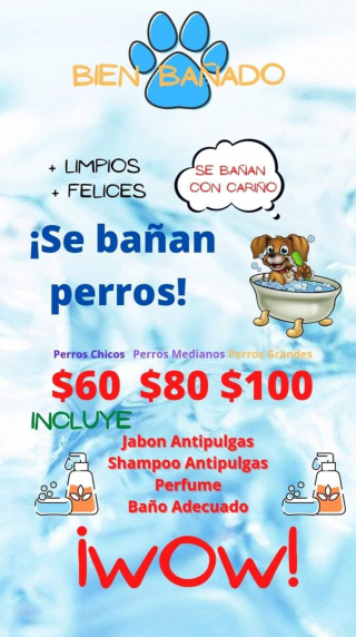 Illustration de l'article : Le parcours inspirant d'un garçon amoureux des chiens et qui les toilette pour concrétiser son rêve