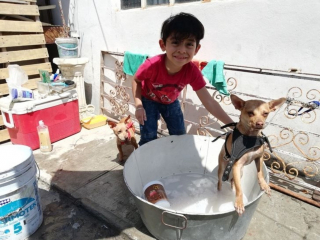 Illustration de l'article : Le parcours inspirant d'un garçon amoureux des chiens et qui les toilette pour concrétiser son rêve