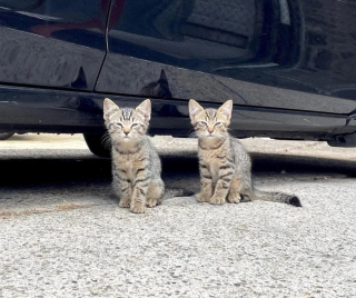 Illustration de l'article : 2 chatons arrachés à l'errance apprennent à faire confiance grâce à l'amour d'une bénévole et de ses chats