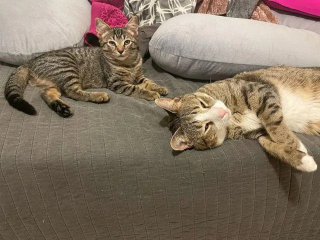 Illustration de l'article : 2 chatons arrachés à l'errance apprennent à faire confiance grâce à l'amour d'une bénévole et de ses chats