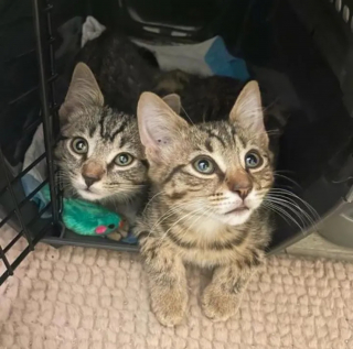 Illustration de l'article : 2 chatons arrachés à l'errance apprennent à faire confiance grâce à l'amour d'une bénévole et de ses chats