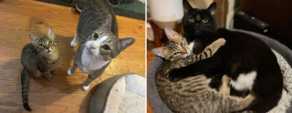 Illustration de l'article : 2 chatons arrachés à l'errance apprennent à faire confiance grâce à l'amour d'une bénévole et de ses chats