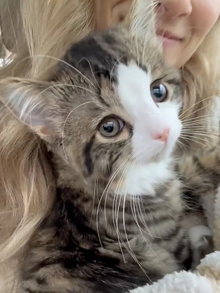 Illustration de l'article : Le combat quotidien d'une jeune chatte atteinte d'anomalies congénitales mais déterminée à mener une vie heureuse