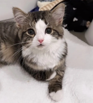 Illustration de l'article : Le combat quotidien d'une jeune chatte atteinte d'anomalies congénitales mais déterminée à mener une vie heureuse