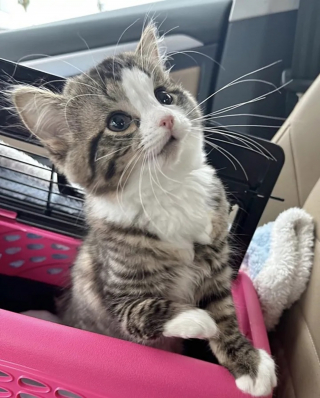 Illustration de l'article : Le combat quotidien d'une jeune chatte atteinte d'anomalies congénitales mais déterminée à mener une vie heureuse