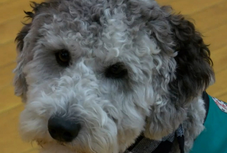 Illustration de l'article : Un chien de thérapie se rend aux cours d’éducation physique dans un collège pour motiver les élèves à participer