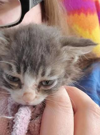 Illustration de l'article : Ce petit chat atteint de nanisme a été retrouvé au milieu d'une colonie de 18 autres chatons et nécessite une attention particulière