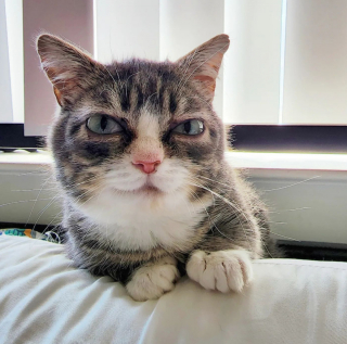 Illustration de l'article : Ce petit chat atteint de nanisme a été retrouvé au milieu d'une colonie de 18 autres chatons et nécessite une attention particulière