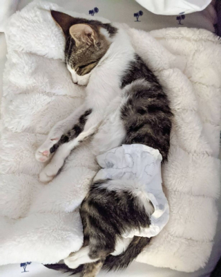 Illustration de l'article : Une chatte paralysée surprend ses bienfaiteurs, qui tentaient de l’aider à marcher (vidéo)