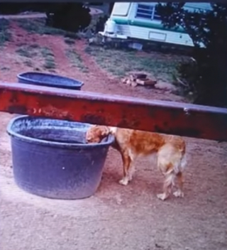 Illustration de l'article : Un drone permet de retrouver une chienne perdue depuis plus de 3 mois suite à un accident de voiture ! (vidéo)