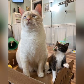 Illustration de l'article : Un chat est renvoyé au refuge car sa nouvelle maîtresse le trouve trop affectueux