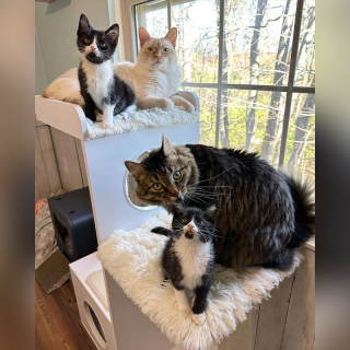 Illustration de l'article : Un chat est renvoyé au refuge car sa nouvelle maîtresse le trouve trop affectueux