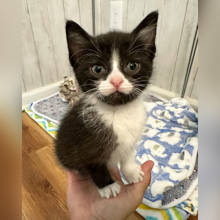 Illustration de l'article : Un chat est renvoyé au refuge car sa nouvelle maîtresse le trouve trop affectueux