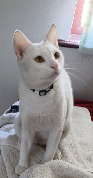 Illustration de l'article : Un chat sauvé à Dubaï et ramené en Angleterre trouve refuge dans une station de métro