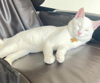 Illustration de l'article : Un chat sauvé à Dubaï et ramené en Angleterre trouve refuge dans une station de métro