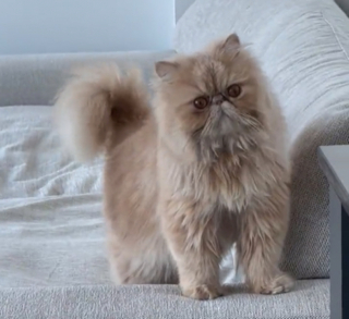 Illustration de l'article : Juste après avoir emménagé, un homme reçoit la visite d’un chat visiblement habitué des lieux (vidéo)