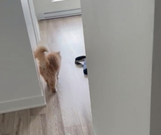 Illustration de l'article : Juste après avoir emménagé, un homme reçoit la visite d’un chat visiblement habitué des lieux (vidéo)