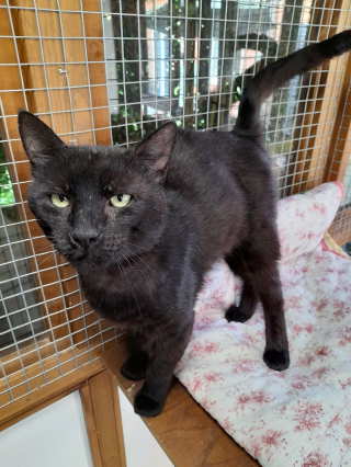 Illustration de l'article : Un félin atteint du « sida du chat » ne parvient pas à trouver de famille à cause de sa maladie