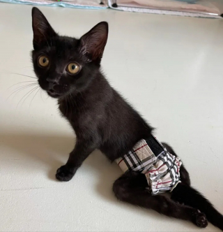 Illustration de l'article : Un chaton paralysé devient un mentor pour ses congénères en attendant de connaître le bonheur