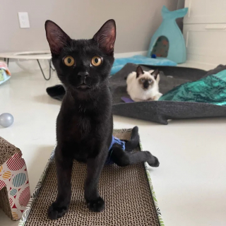 Illustration de l'article : Un chaton paralysé devient un mentor pour ses congénères en attendant de connaître le bonheur