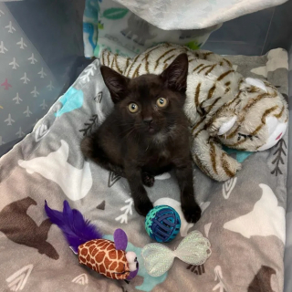 Illustration de l'article : Un chaton paralysé devient un mentor pour ses congénères en attendant de connaître le bonheur