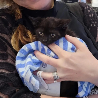 Illustration de l'article : Un chaton paralysé devient un mentor pour ses congénères en attendant de connaître le bonheur