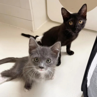 Illustration de l'article : Un chaton paralysé devient un mentor pour ses congénères en attendant de connaître le bonheur