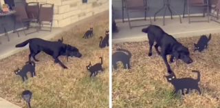 Illustration de l'article : Cette maîtresse surprend son chien en décorant sa maison pour la fête d’Halloween