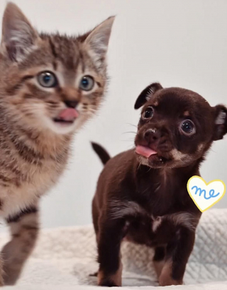 Illustration de l'article : Une famille sauve deux adorables chatons abandonnés sur une route très fréquentée
