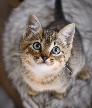 Illustration de l'article : Une famille sauve deux adorables chatons abandonnés sur une route très fréquentée