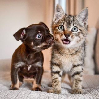 Illustration de l'article : Une famille sauve deux adorables chatons abandonnés sur une route très fréquentée