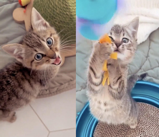 Illustration de l'article : Une famille sauve deux adorables chatons abandonnés sur une route très fréquentée