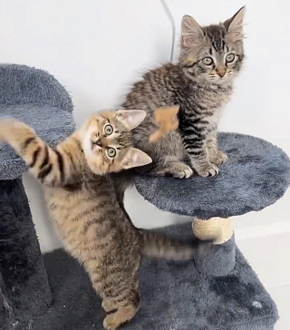 Illustration de l'article : Une famille sauve deux adorables chatons abandonnés sur une route très fréquentée