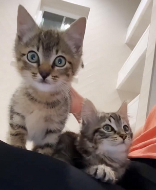 Illustration de l'article : Une famille sauve deux adorables chatons abandonnés sur une route très fréquentée