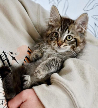 Illustration de l'article : Une famille sauve deux adorables chatons abandonnés sur une route très fréquentée