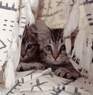 Illustration de l'article : Une famille sauve deux adorables chatons abandonnés sur une route très fréquentée
