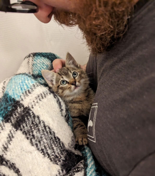 Illustration de l'article : Une famille sauve deux adorables chatons abandonnés sur une route très fréquentée