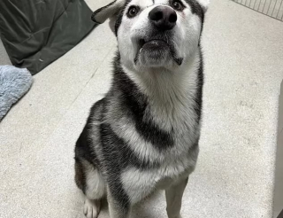 Illustration de l'article : Le long périple d'une famille pour offrir une nouvelle vie à un Husky au sourire asymétrique