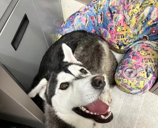 Illustration de l'article : Le long périple d'une famille pour offrir une nouvelle vie à un Husky au sourire asymétrique