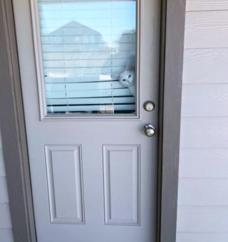 Illustration de l'article : 14 photos de chats espiègles montrant que les félins ne manquent pas d'humour