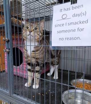 Illustration de l'article : 14 photos de chats espiègles montrant que les félins ne manquent pas d'humour