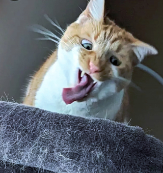 Illustration de l'article : 14 photos de chats espiègles montrant que les félins ne manquent pas d'humour