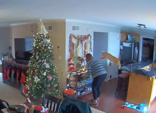 Illustration de l'article : 14 photos de chats espiègles montrant que les félins ne manquent pas d'humour