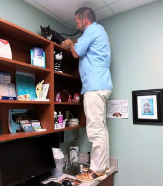 Illustration de l'article : 14 photos de chats espiègles montrant que les félins ne manquent pas d'humour