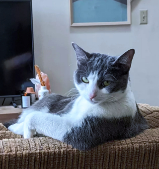 Illustration de l'article : 14 photos de chats espiègles montrant que les félins ne manquent pas d'humour