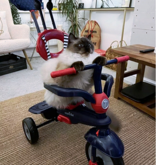 Illustration de l'article : 14 photos de chats espiègles montrant que les félins ne manquent pas d'humour