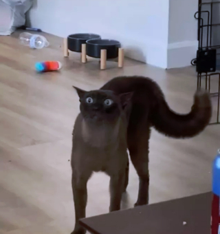 Illustration de l'article : 14 photos de chats espiègles montrant que les félins ne manquent pas d'humour